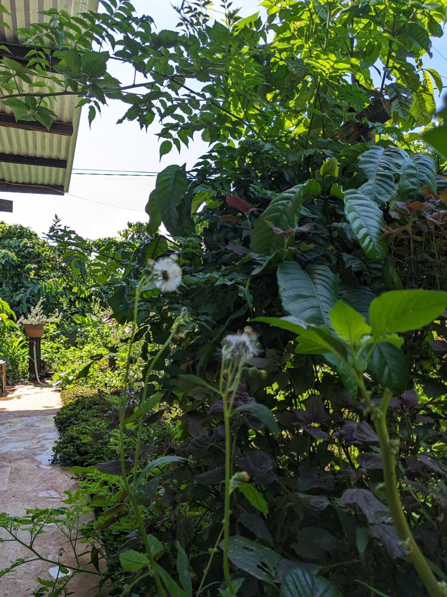 Ivy Coffee Farm - Garden House Apartment Duc Trong Exterior foto