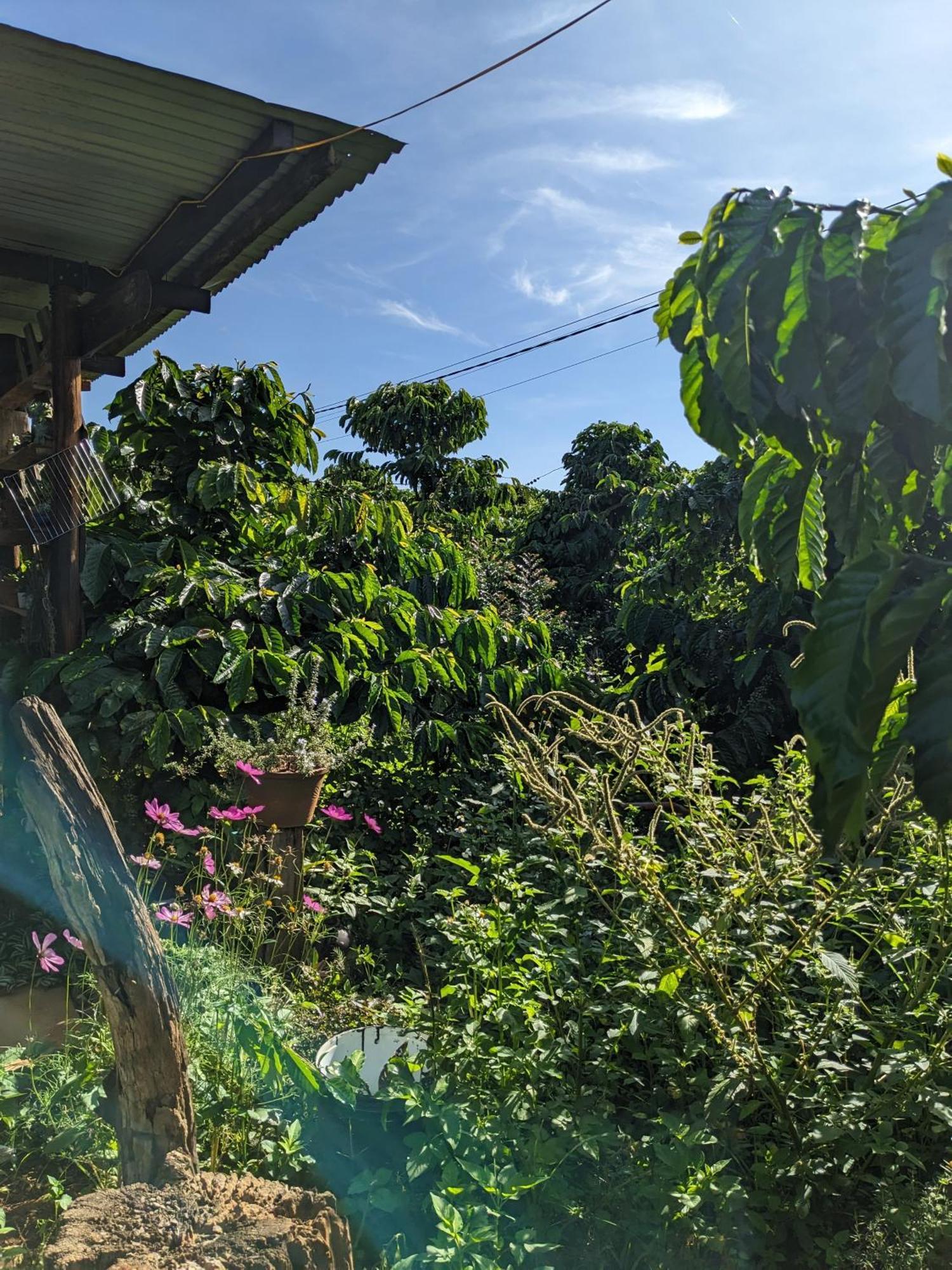 Ivy Coffee Farm - Garden House Apartment Duc Trong Exterior foto